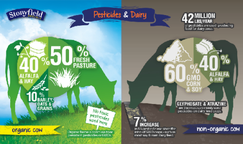 cow-infographic